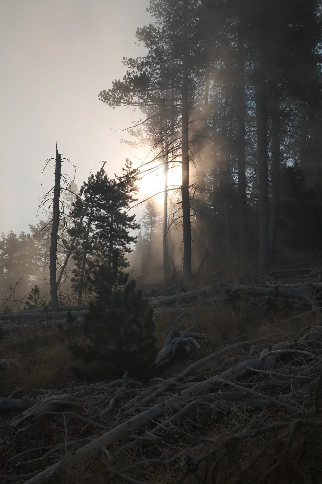 Yellowstone NP photograph 22