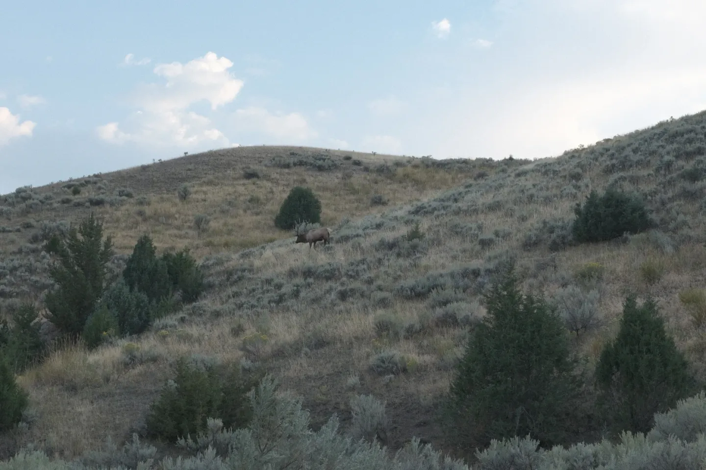 Yellowstone NP photograph 37