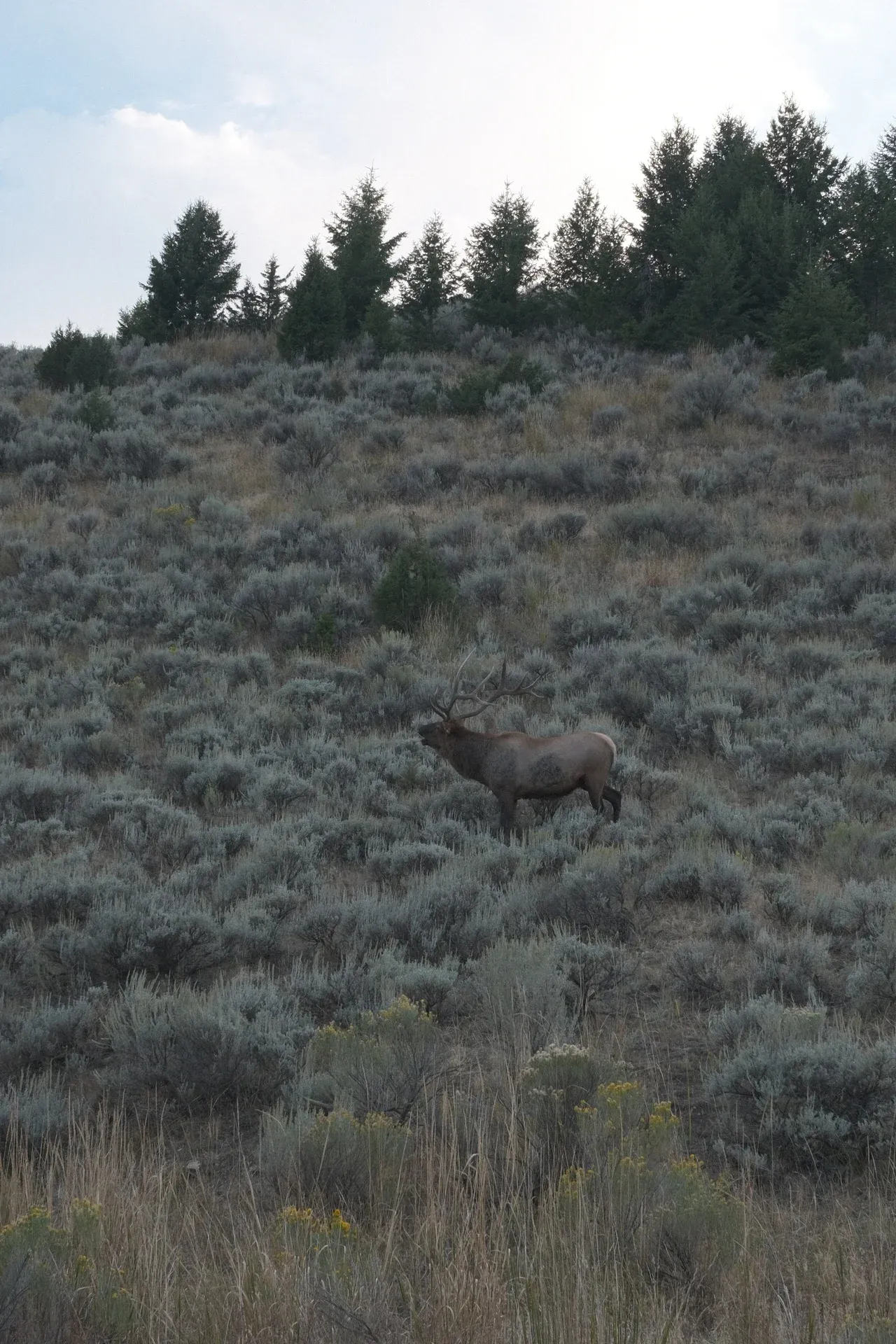 Yellowstone NP photograph 38