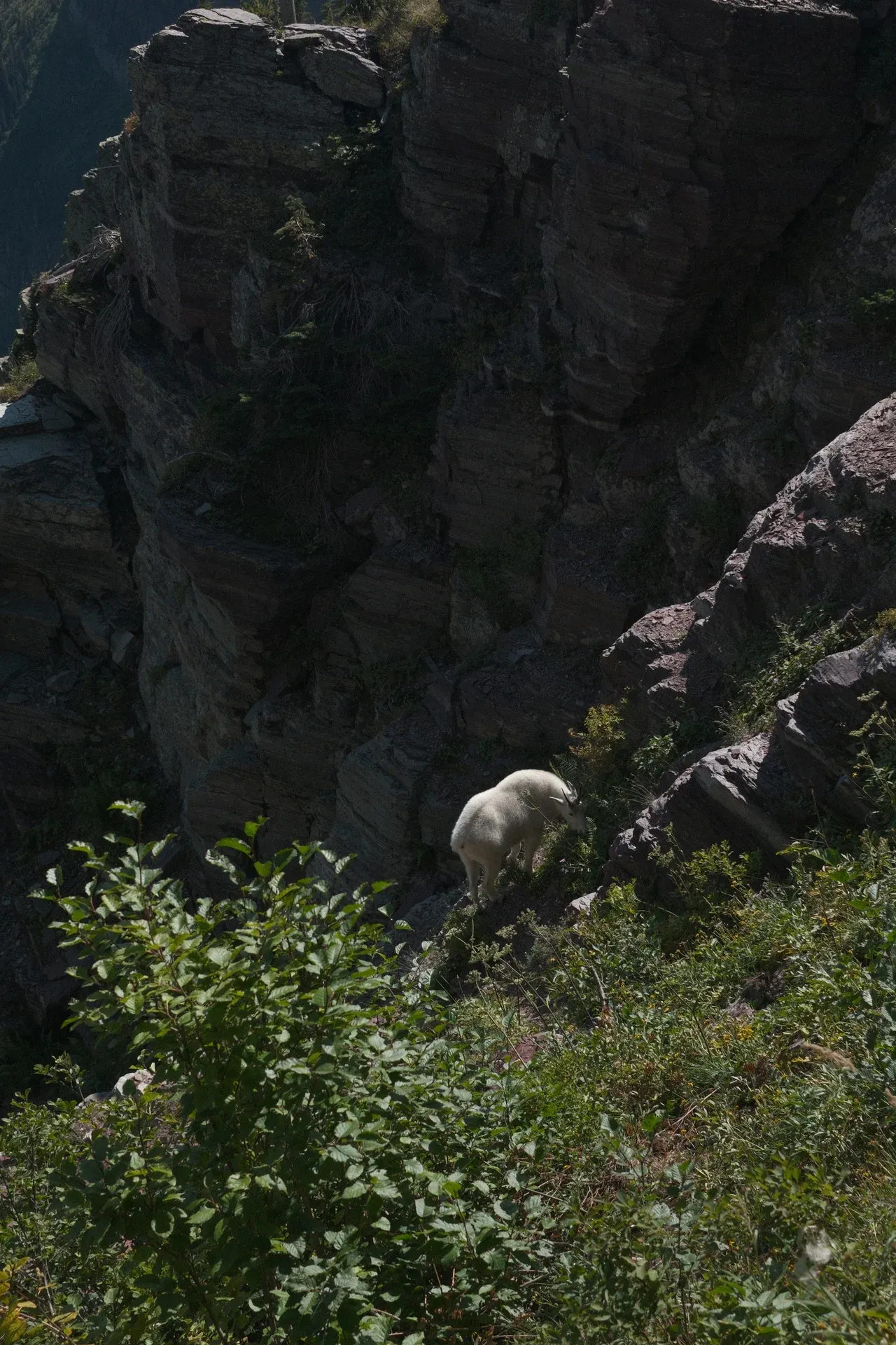 Glacier NP photograph 49