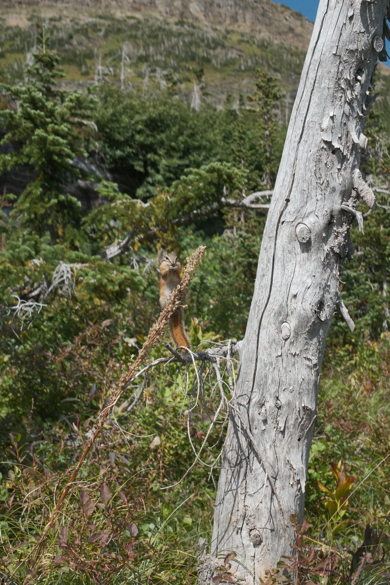 Glacier NP photograph 52