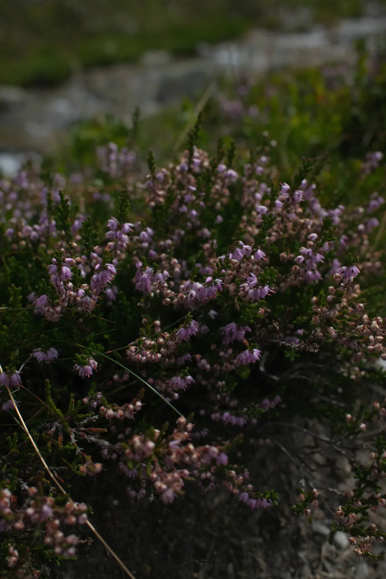 Carinthia photograph 67