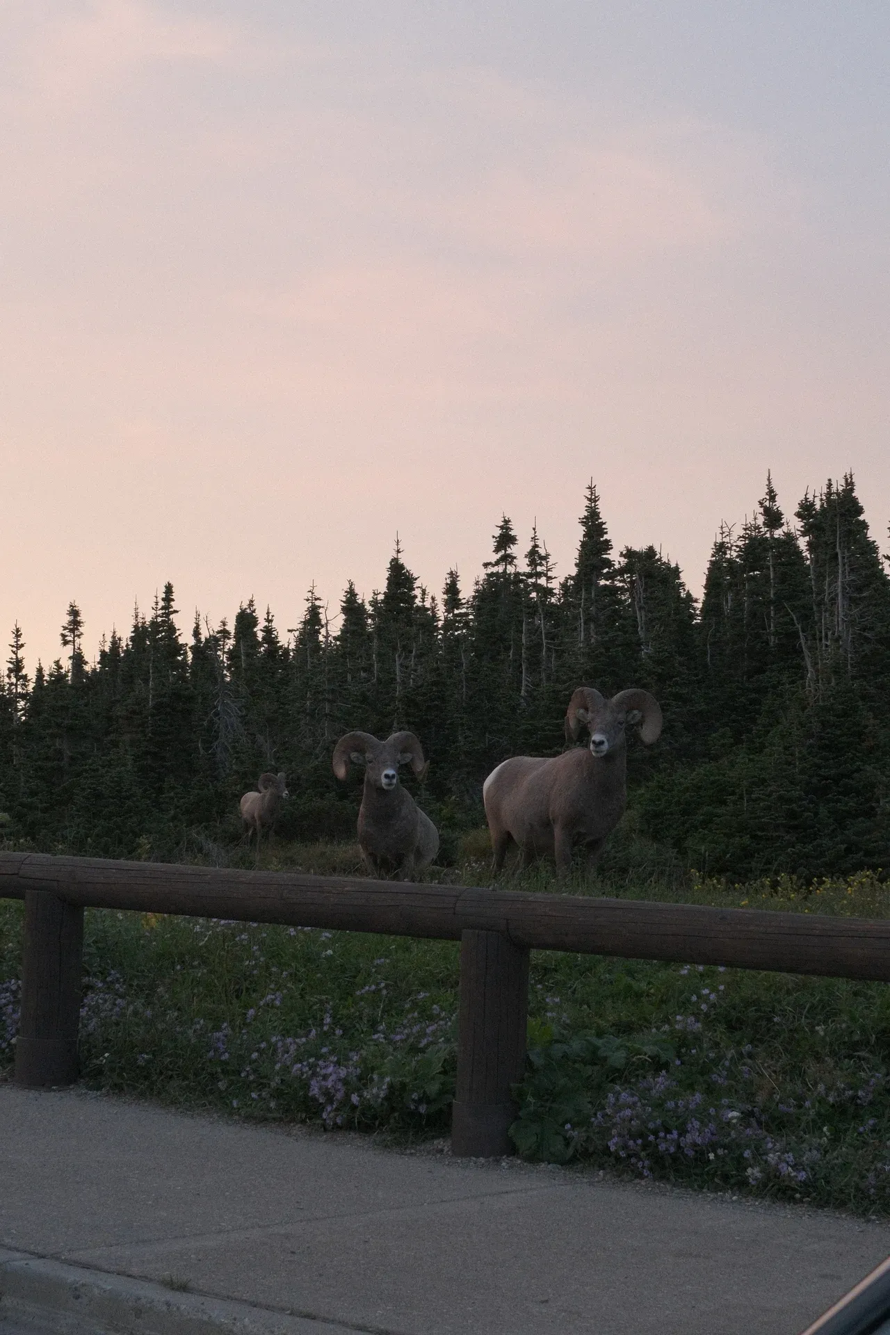 Glacier NP, Montana, USA