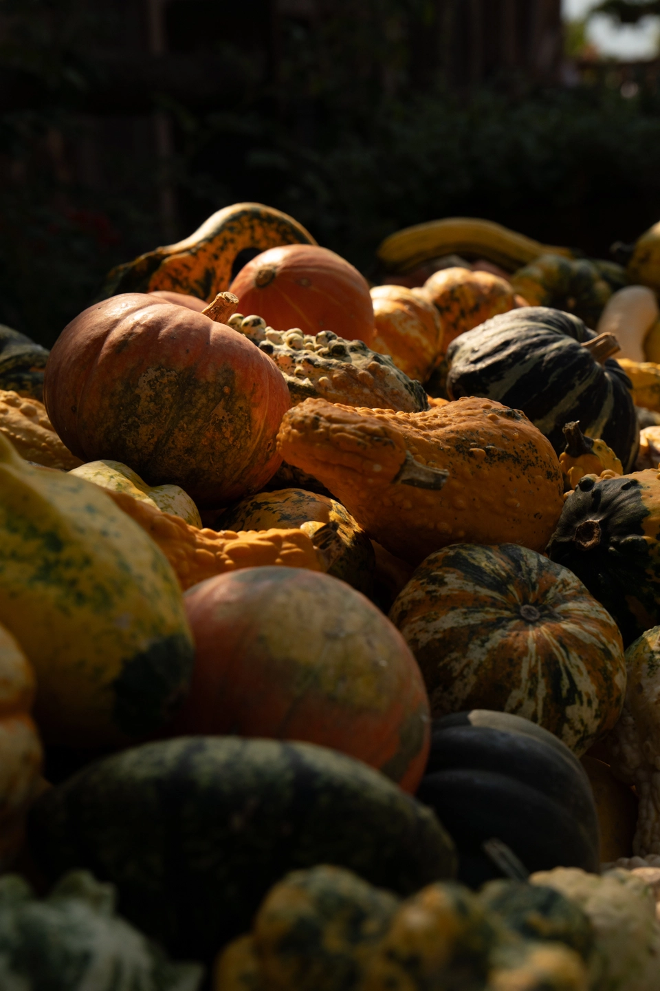 pumpkins at a farm