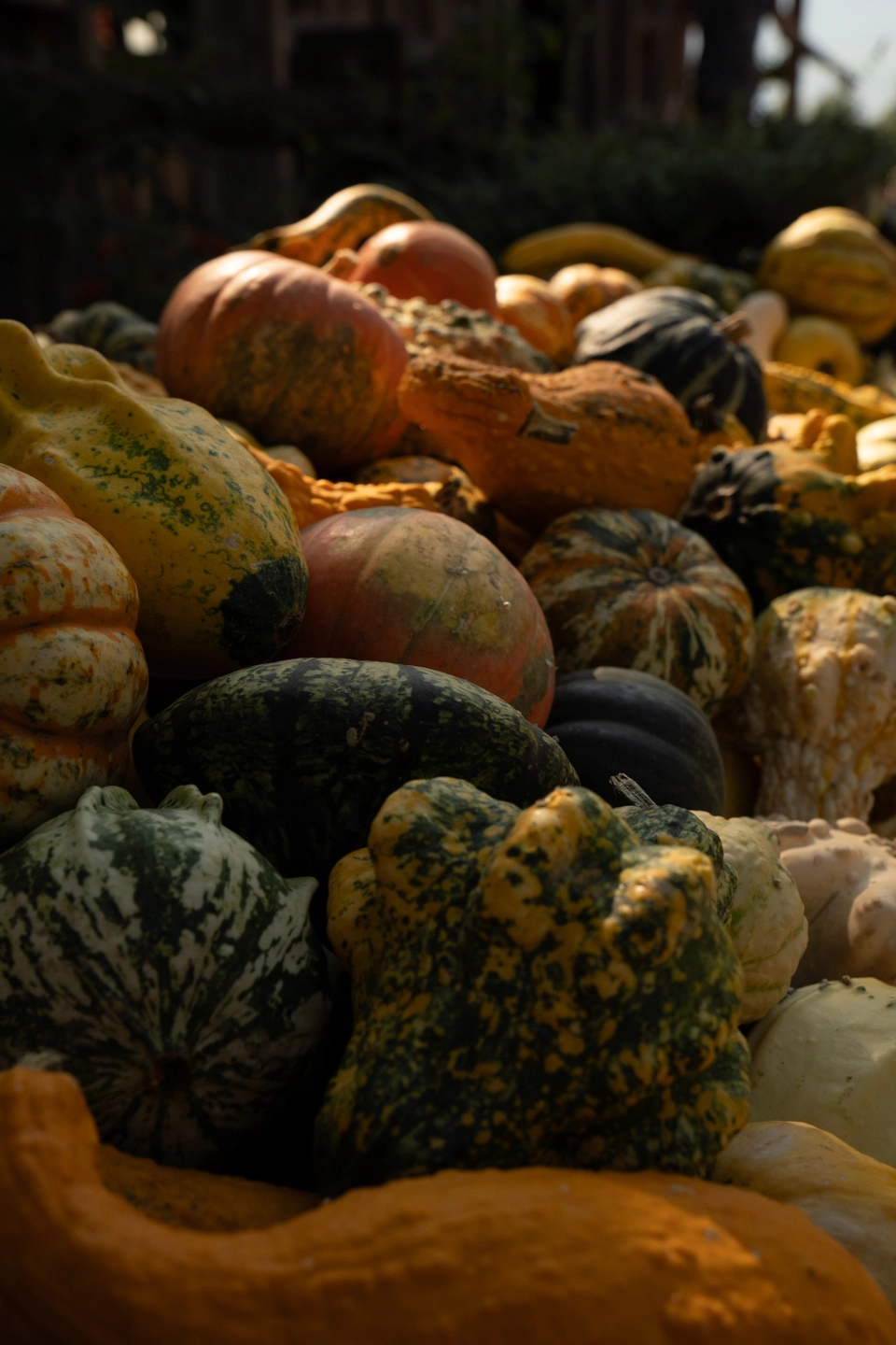 pumpkins at a farm