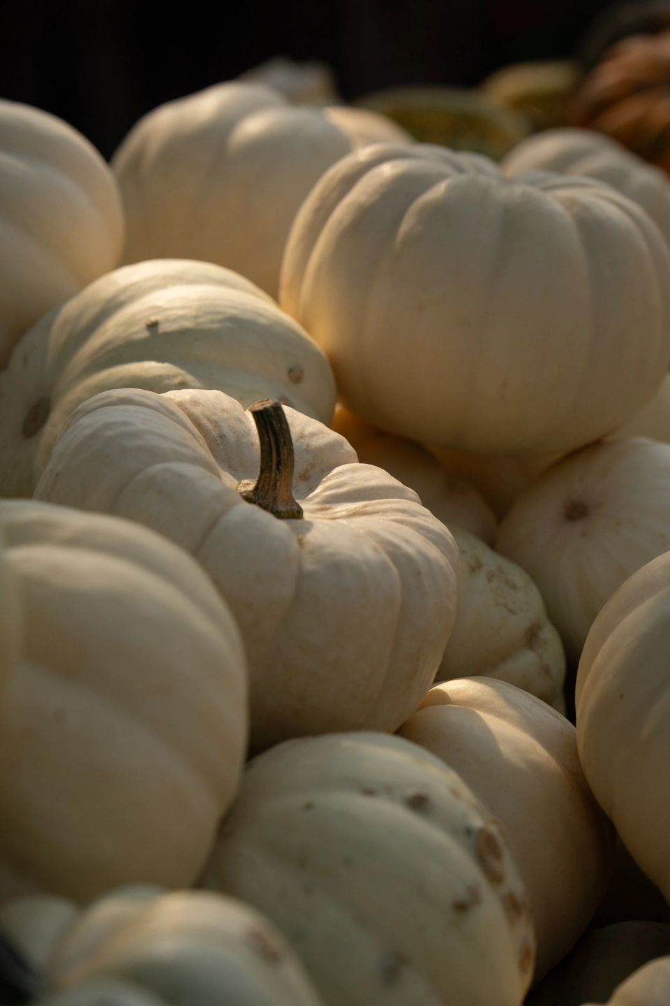 pumpkins at a farm