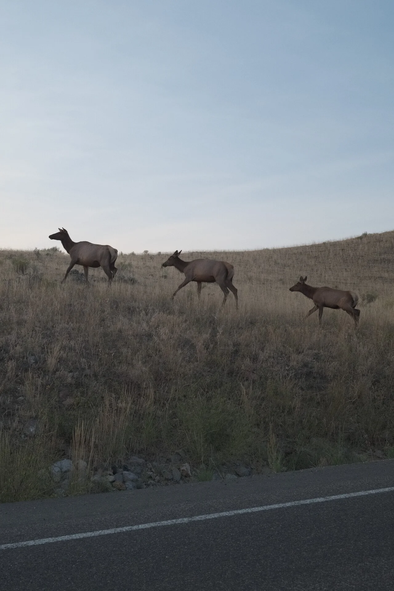 yellowstone